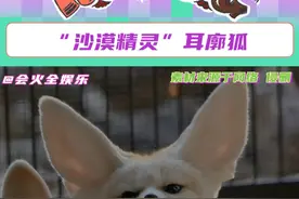 这么大的耳朵，听八卦一定很灵敏！！#耳廓狐 #动物 #可爱