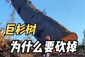 世界上最大的树，存活已经超过了3000年！ #巨杉树 #科普 #涨知识