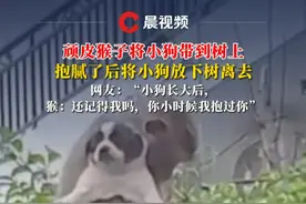 顽皮猴子将小狗带到树上，抱腻后将小狗放下树离去，网友：还挺有责任心视频封面