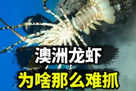 澳洲龙虾为什么那么难抓？ #抓龙虾 #澳洲龙虾 #潜水 #内容启发搜索视频封面