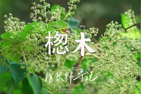 楤木俗称“百鸟不落树”，却是你没吃过的药食同源美味
