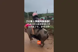2公里上学路风驰电掣！ 巴西9岁小孩哥骑猪上学   还训练了牛、驴等动物  网络爆红涨粉120万