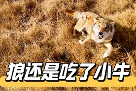 死掉的小牛被吃的只剩骨头了 #vlog日常  #记录真实生活  #农村生活视频封面