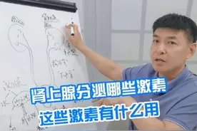 肾上腺分泌哪些激素？这些激素有什么用？ #就医指南 #泌尿外科 #关爱男性健康 #肾上腺
