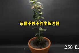 车厘子 车厘子树 车厘子种子培育车厘子树的方法