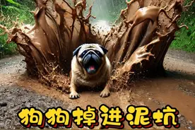 狗狗掉进了泥坑 为了找到猫咪，狗狗掉进了泥坑......#狗狗  #狗子成精了  #想不到的结局  #不爱请别伤害  #萌宠视频封面