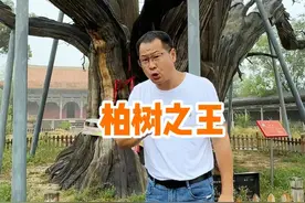 天下第一柏比秦始皇统一六国还要早300年，它有三个未解之谜 #千年古树 #山西旅游  #发现中国之旅  #我的山海旅行日记