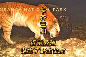 近亲繁殖，产生了卡齐兰加的野生金虎，成为了保护区的大明星