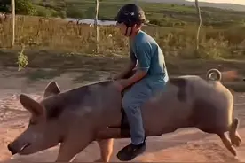 6月12日（报道）巴西，一男孩骑猪疾驰上学，2公里仅仅需1分钟，评：困境压不垮的生活智慧，一孩子与一头被命名为“火箭”的猪，便足以在尘土飞扬的路上奔驰。 #小强热线主播说   #万万想不到 @抖音短视频