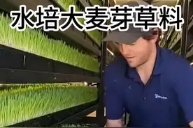 每天都能让牛马吃上鲜草的黑科技 #科普 #无土栽培 #饲料 #奇怪的知识增加了