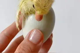 女孩意外捡到一枚鸭蛋，养大后竟然会帮它赚钱。#神奇动物在抖音 #萌宠出道计划 #柯尔鸭 #萌宠 #内容启发搜索视频封面