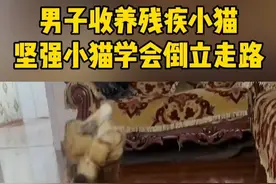 小猫后腿有先天缺陷，直到遇到了“心软的神”把它带回家，并教它学会倒立走路，小猫你坚强！