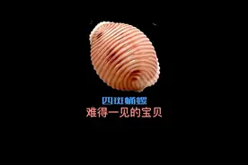 蛹螺，难得一见的小宝贝#海螺#大海#赶海拾贝#万物皆可盘#创作灵感  #星河知识计划 @抖音青少年 视频封面