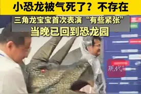 小恐龙被气死了？不存在。三角龙宝宝首次表演“有些紧张”，当晚已回到恐龙园。 #苏超