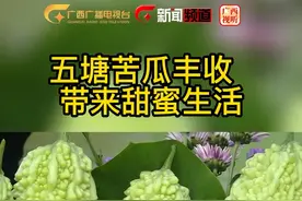 五塘苦瓜丰收  带来甜蜜生活视频封面