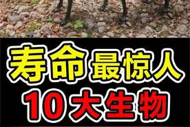 世界上“寿命最长”的10大生物，第一名寿命高达10000年 #科学脑洞上分赛 #海洋生物 #动物科普 #神奇动物在抖音 #动物世界视频封面