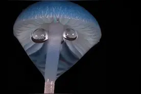 发现最美蘑菇第二十七期-奶浆菌食用菌 #野生菌 #捡菌子 #毒蘑菇 #解压视频 #蘑菇竟然那么美