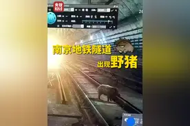 #南京地铁隧道出现野猪 ，近期#多地频现野猪入侵人类生活区 ，缺乏天敌导致野猪数量快速增长视频封面