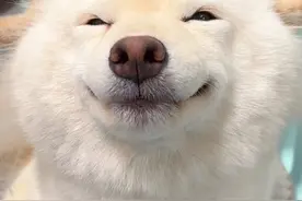 小狗生宝宝后脾气能有多暴躁 #柴犬 #萌宠出道计划 #小奶狗 #治愈