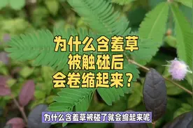 为什么#含羞草 被触碰后会卷缩起来？#含羞草原来是这样闭合的