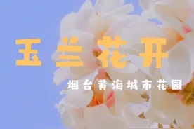 烟台的玉兰花开了，我的意思是，我们该见面了～