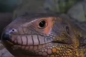 谁是同体型斗兽之王？3/3 叠加所有逆天技能的终极战士···视频封面