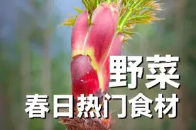 来自春天的美味野菜合集。 刺龙苞一种特别的山菜，香椿历史悠久的传统野菜，折耳根有人喜欢有人讨厌。#刺老鸦 #野菜 #荠菜 #自然奇境科普季 #香椿芽