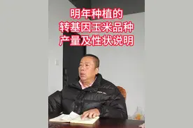 #转基因玉米 #玉米#玉米种植 #寻美孝感 #寻美孝昌视频封面