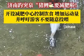 济南趵突泉“猪鲤”要减肥啦！已开设减肥中心控制饮食、增加运动量，并呼吁游客不要随意投喂。再喂就嘎了！#趵突泉的鱼 #减肥视频封面