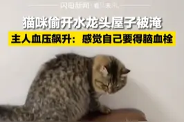 5月9日，广东珠海，猫咪偷开水龙头屋子被淹，主人血压飙升：感觉自己要得脑血栓#拆家猫 