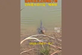 4月18日，安徽宣城。#湿地钓鱼差点钓到扬子鳄 ，一味追着钓饵跑，钓鱼佬只有默默收竿……你不跑，我跑！视频封面