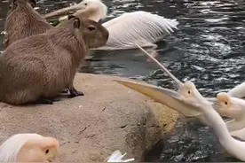 卡皮巴拉居然能骑鳄鱼@冒险者日记 #冒险者日记 #沉浸式卡皮巴拉扮演手游