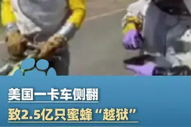 美国一卡车侧翻致2.5亿只蜜蜂“越狱”（央视新闻）#大象主播说视频封面