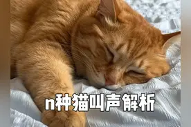 你肯定听过但可能不知道意思的n种猫叫声 #养猫新手