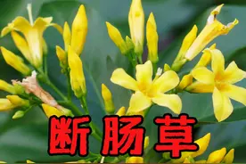 “养生汤”变“夺命汤”？这种植物一定不能吃！ 几乎每年都有人吃这种植物中毒！见了一定要躲得远远的。#断肠草 #有毒植物 #水果猎人杨晓洋 #科普 #知识分享视频封面