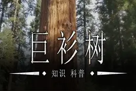 活了3000年的怪树，为何要定期砍掉？ #涨知识 #科普 #青年创作者成长计划