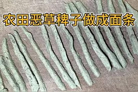 稗子面条来啦！稻田伪装者稗子可以酿酒可以做粥还可以做成面条？