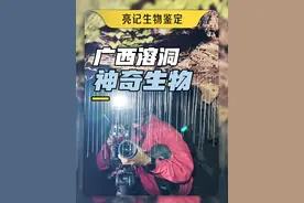 幽帘虫、洞穴猎蝽、闪光神秘斑点……广西溶洞里的生命奇观！ #亮记生物鉴定