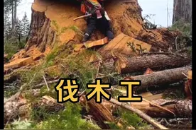国外伐木工每个月工资高达几万美刀，但是一般人干不了 #国外伐木工视频 #伐木 #高空伐木视频封面