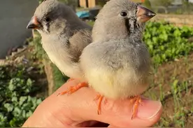 小鸟受惊飞丢，结果被我一嗓子喊回来了 #动物世界视频封面