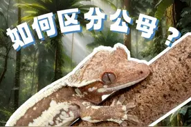 如何区分睫角守宫公母 反正我们的剪辑师是边剪边笑的。#睫角守宫 #爬宠 #守宫 #神奇动物 #壹柒萌宠物馆