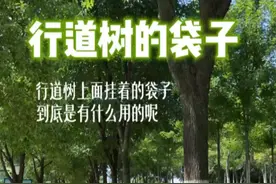 你知道夏天在树上挂着的袋子是干什么的吗？#储水袋 #行道树养护 #防旱滴灌袋