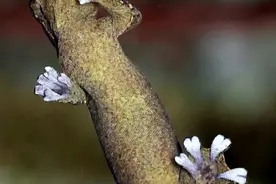 壁虎如何粘在墙上？ #科普一下 #神奇动物在抖音 #壁虎 #内容启发搜索 #动物科普