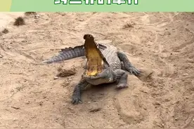 鳄鱼🐊:打我一下，我没服，打我19下，我服了#犟种 #动物迷惑行为 #搞笑视频封面