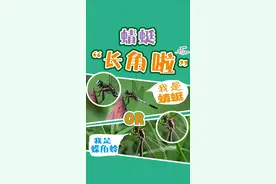 那个不是蜻蜓，这个也不是蜻蜓！#萌知计划 #动物植物 #科普知识 #抖音自然 @抖音青少年 #抖音动物图鉴 @抖音自然 #昆虫世界 