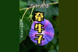 牵牛花的种子，牵牛子 #牵牛子 #植物科普 #中草药 #抖出健康知识宝藏 #胡博士说中医