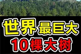 世界上“最庞大”的10棵巨树，第一名高145米重2600吨 #科学脑洞上分赛 #奇闻趣事 #涨知识 #世界之最 #科普视频封面