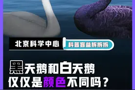 黑天鹅和白天鹅仅仅是颜色不同吗？ #天鹅 #黑天鹅 #白天鹅 #动物 #动物知识 @抖音青少年