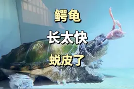 鳄龟一蜕皮就好多龟友问腐皮怎么办？蜕皮跟腐皮不是一回事的啊！