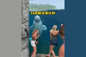 白鲸的脑袋是软的，它们不仅会唱歌而且还拥有16块腹肌的。 #白鲸真的太治愈了  #海洋生物科普  #水族馆 #白鲸吃冰 #知识前沿派对视频封面